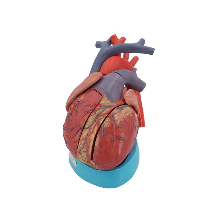 Mudell ta 'simulazzjoni tal-qalb