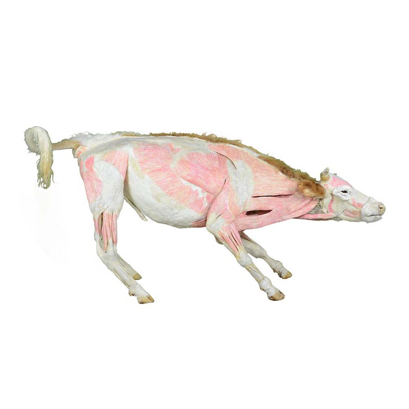 cow plastination cow plastination
