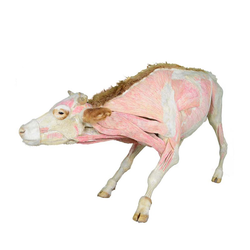 plastination cow specimen plastination cow specimen