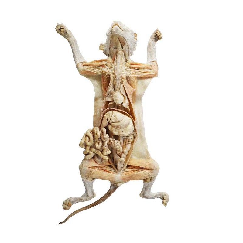 plastination cat plastination cat