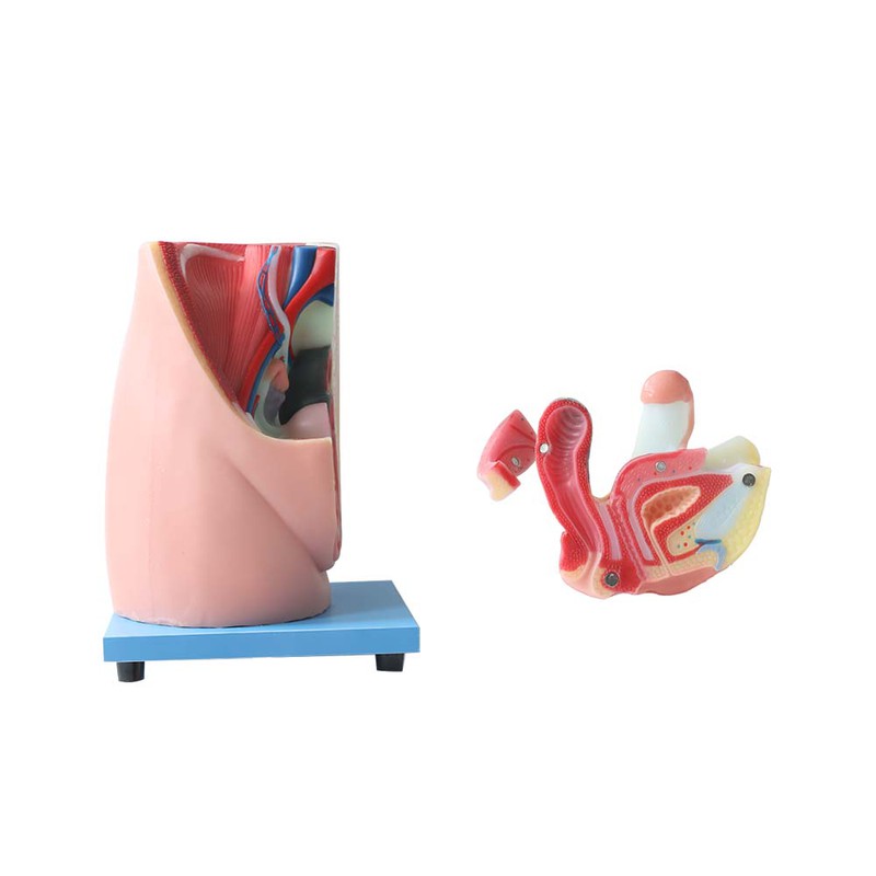 Midsagittal Section of the Female Pelvic Anatomy Model Midsagittal Section of the Female Pelvic Anatomy Model