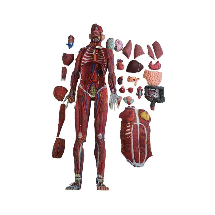 silicone human body model with organs for sale silicone human body model with organs for sale