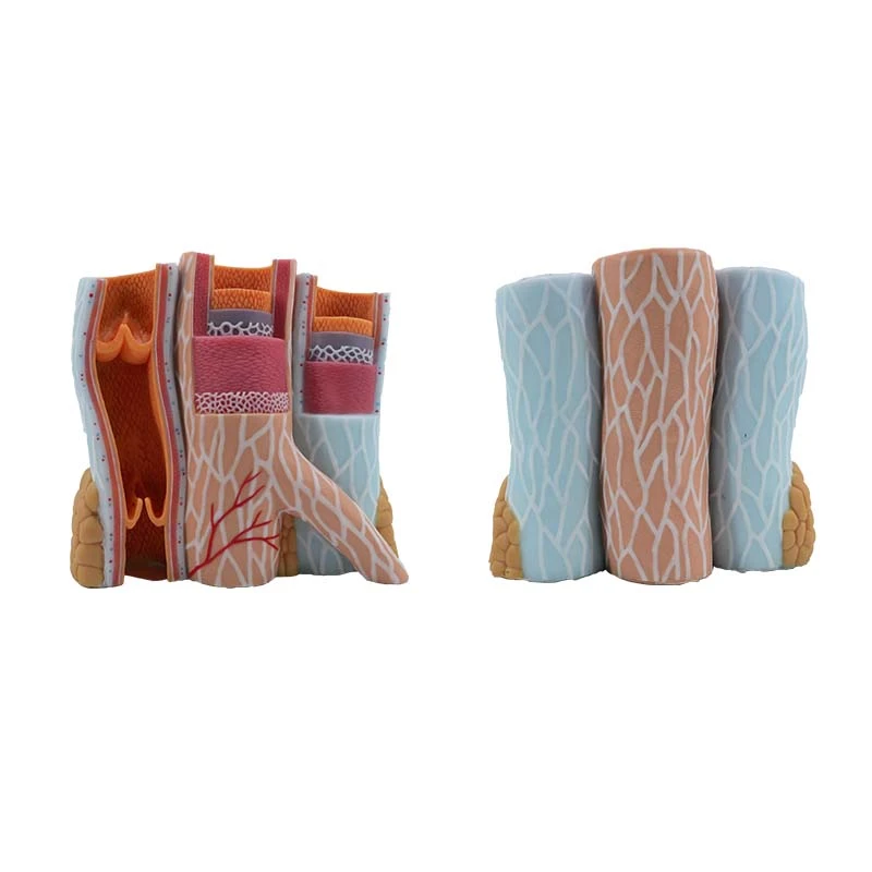 Artery Vein Model Artery Vein Model