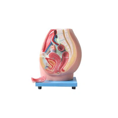 Mudell tal-pelvi anatomiku