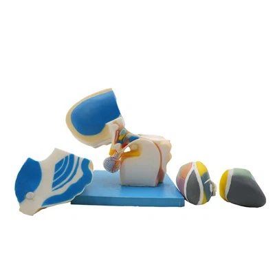 Mudell tal-Anatomija tal-Parti tal-Ġisem tal-Bniedem