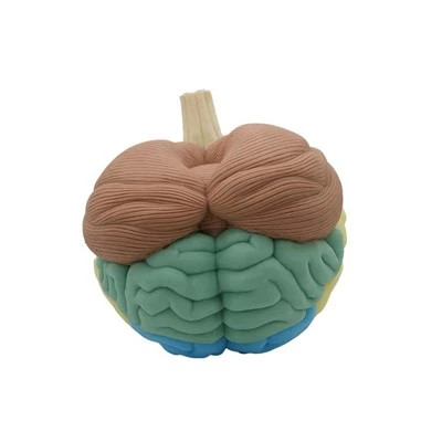 Mudell Anatomiku tal-Bniedem